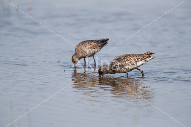 Spotted Redshank (Tringa erythropus)