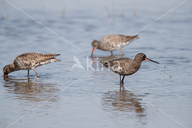 Spotted Redshank (Tringa erythropus)