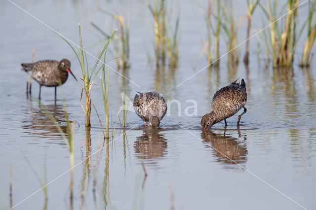 Spotted Redshank (Tringa erythropus)