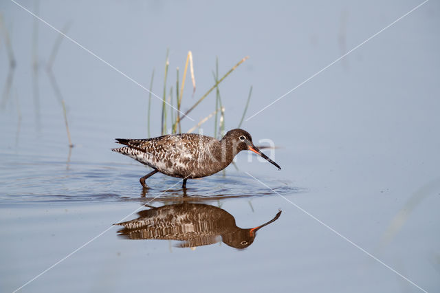 Spotted Redshank (Tringa erythropus)