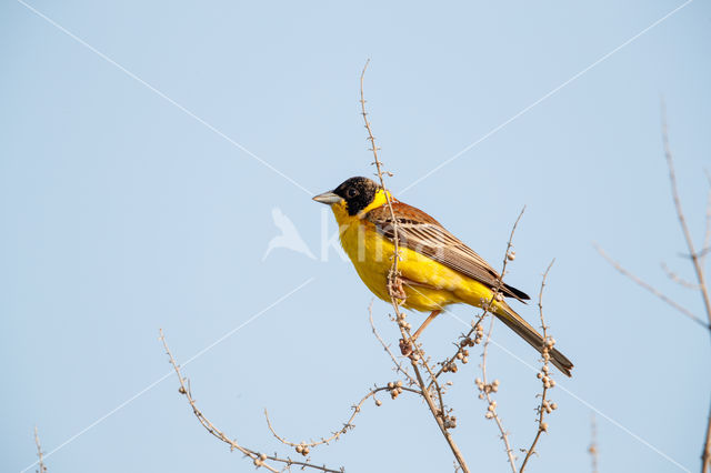 Black-headed bunting (Emberiza melanocephala)