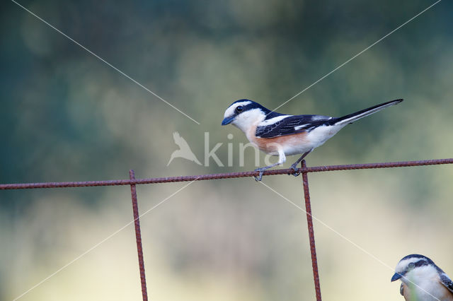 Masked shrike (Lanius nubicus)