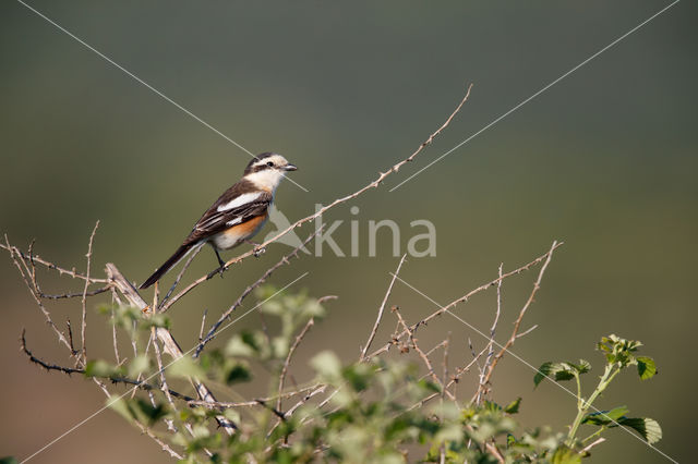 Masked shrike (Lanius nubicus)