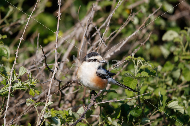 Masked shrike (Lanius nubicus)