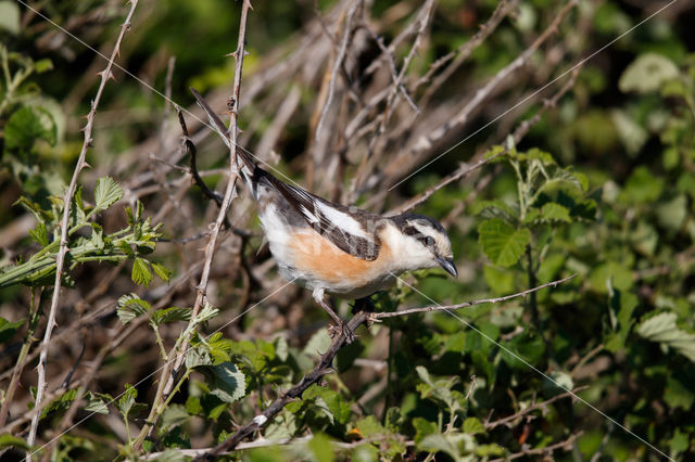 Masked shrike (Lanius nubicus)