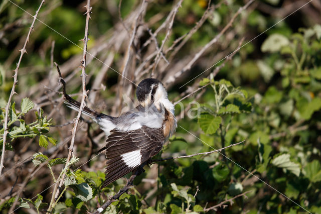 Maskerklauwier (Lanius nubicus)