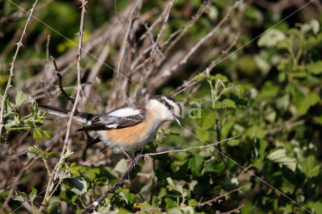 Masked shrike (Lanius nubicus)