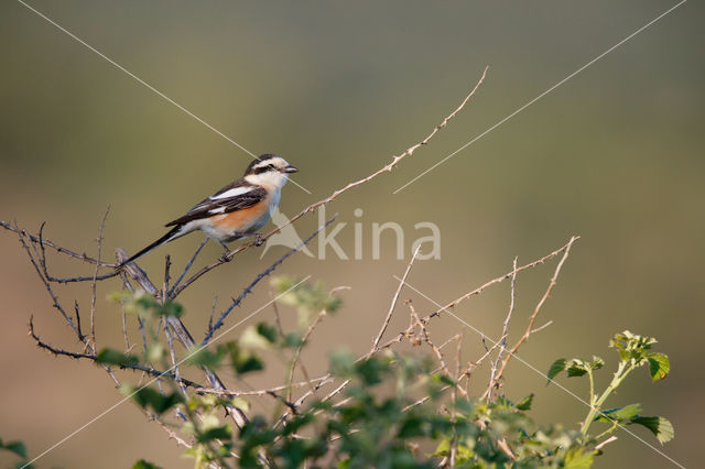 Masked shrike (Lanius nubicus)