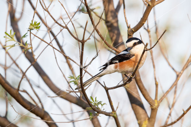 Masked shrike (Lanius nubicus)