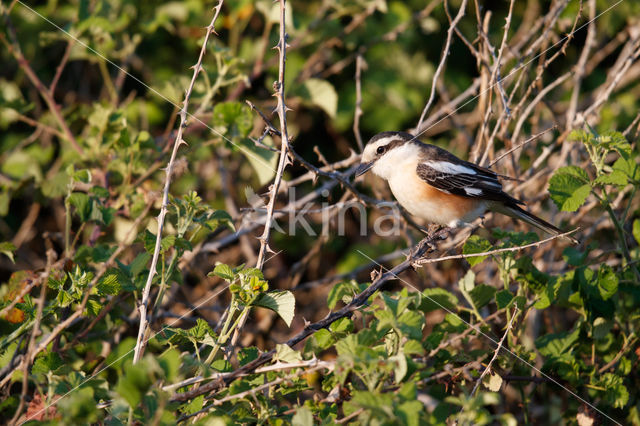 Masked shrike (Lanius nubicus)