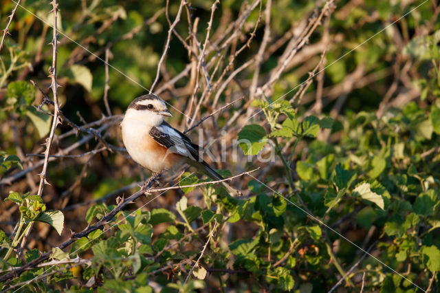 Masked shrike (Lanius nubicus)