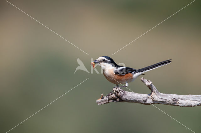 Masked shrike (Lanius nubicus)