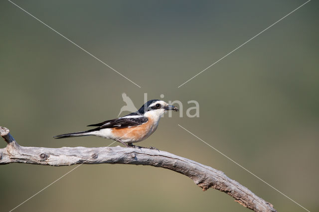 Masked shrike (Lanius nubicus)