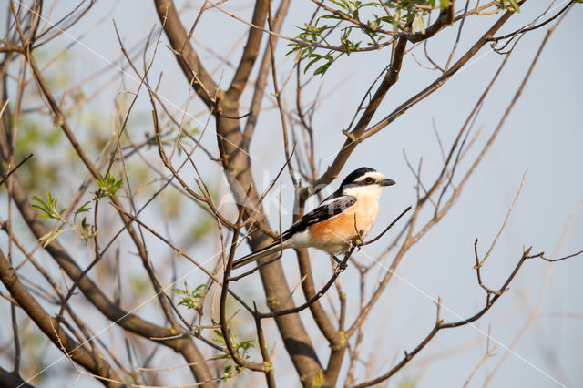 Masked shrike (Lanius nubicus)