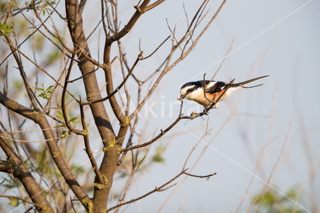Masked shrike (Lanius nubicus)