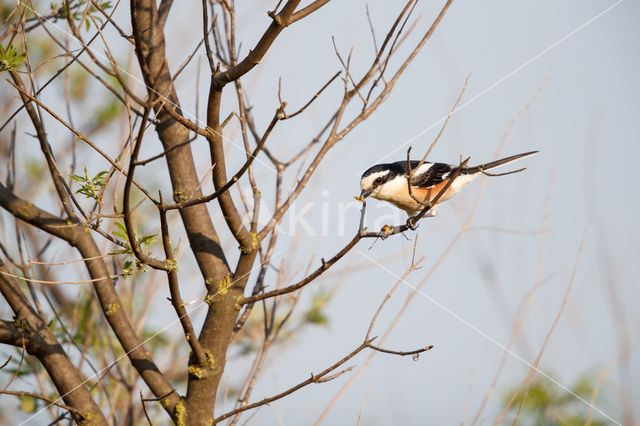 Maskerklauwier (Lanius nubicus)