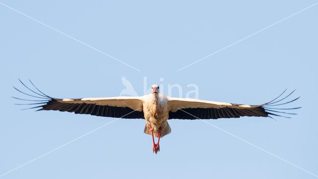 White Stork (Ciconia ciconia)