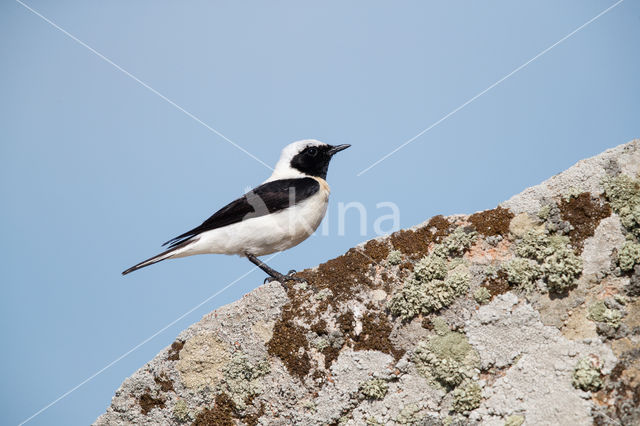 Oostelijke blonde tapuit (Oenanthe melanoleuca)