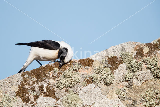 Oostelijke blonde tapuit (Oenanthe melanoleuca)