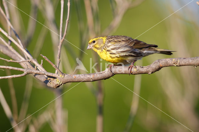 European Serin (Serinus serinus)