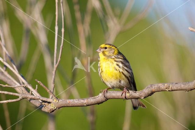 European Serin (Serinus serinus)