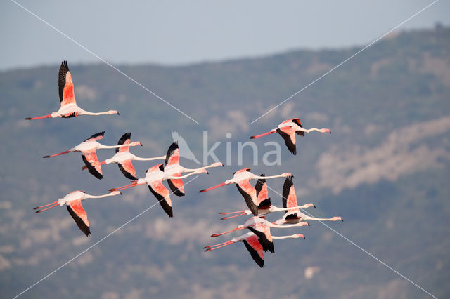Europese Flamingo (Phoenicopterus ruber roseus)