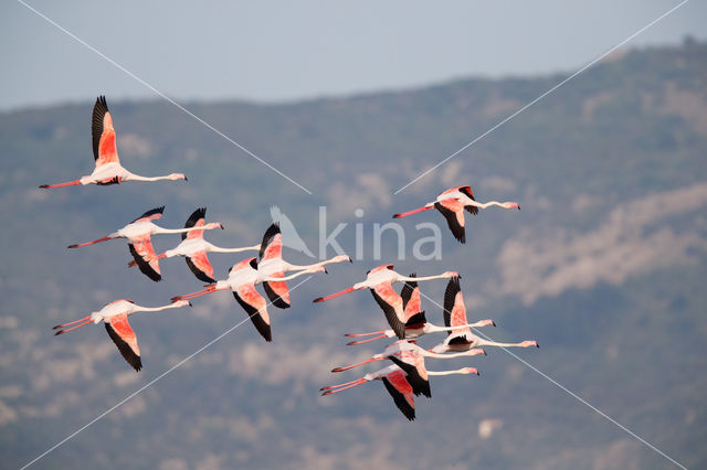 Greater Flamingo (Phoenicopterus ruber roseus)