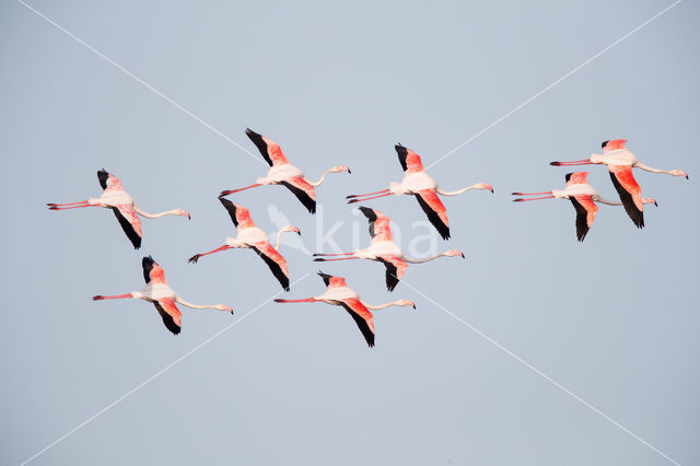 Europese Flamingo (Phoenicopterus ruber roseus)