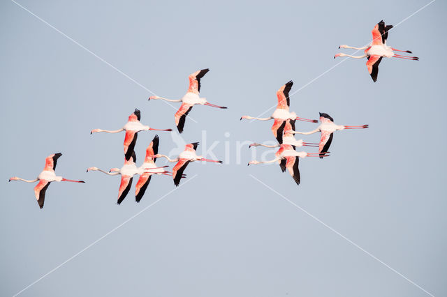 Europese Flamingo (Phoenicopterus ruber roseus)