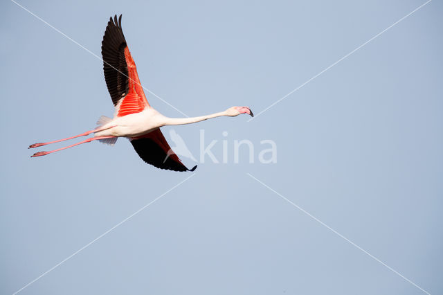 Europese Flamingo (Phoenicopterus ruber roseus)