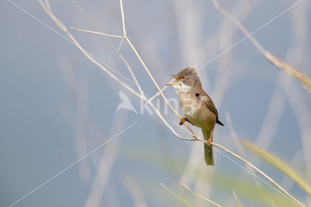 Greater Whitethroat (Sylvia communis)