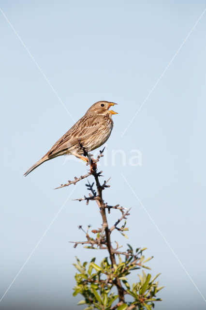 Corn Bunting (Miliaria calandra)