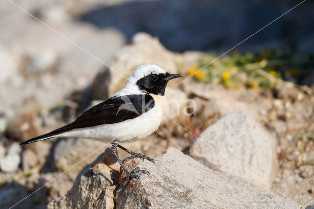 Oostelijke blonde tapuit (Oenanthe melanoleuca)