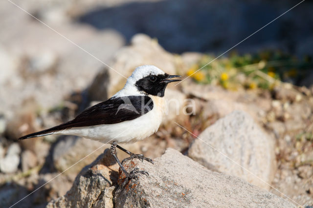 Eastern Black-eared wheatear (Oenanthe melanoleuca)