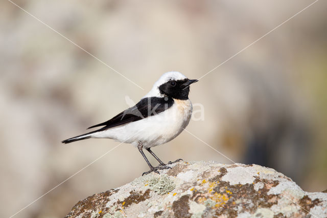 Oostelijke blonde tapuit (Oenanthe melanoleuca)