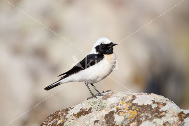 Oostelijke blonde tapuit (Oenanthe melanoleuca)