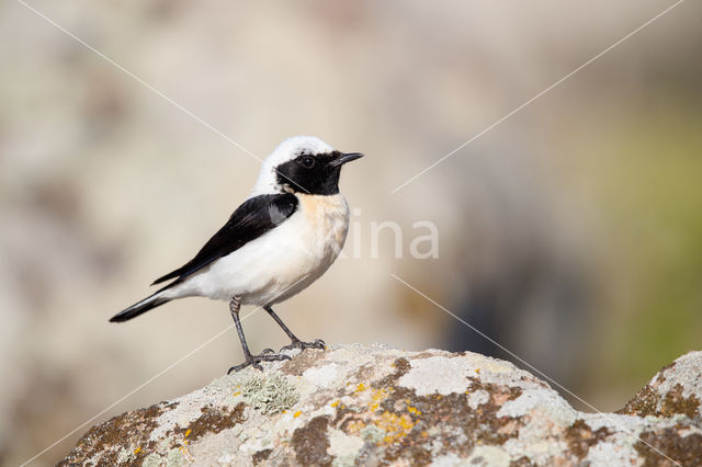 Eastern Black-eared wheatear (Oenanthe melanoleuca)