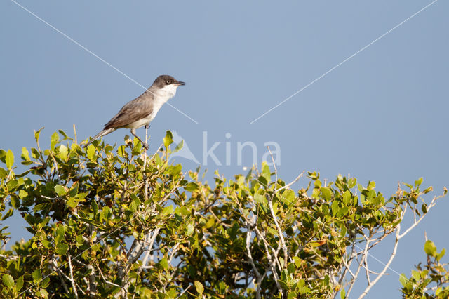 Orphean Warbler (Sylvia hortensis)