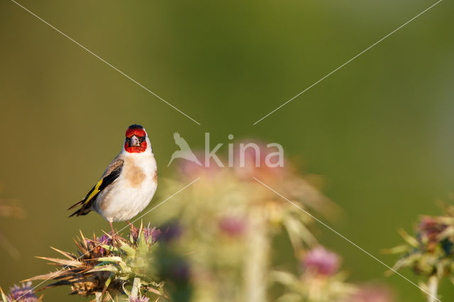 European Goldfinch (Carduelis carduelis)