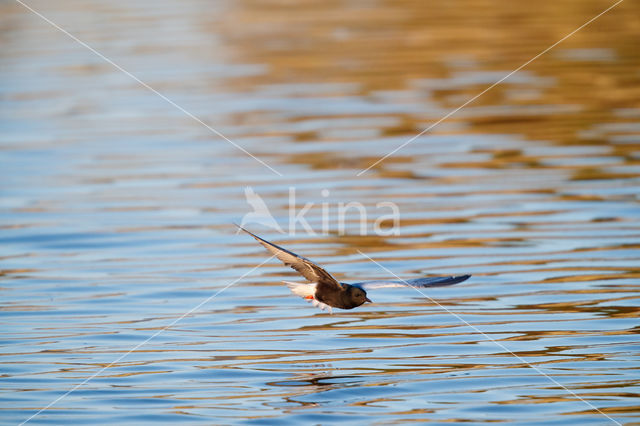 White-winged Tern (Chlidonias leucopterus)