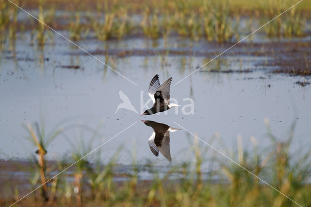 White-winged Tern (Chlidonias leucopterus)