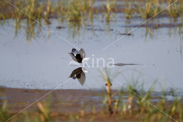 Witvleugelstern (Chlidonias leucopterus)