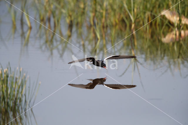 Witvleugelstern (Chlidonias leucopterus)