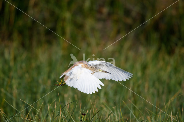 Squacco Heron (Ardeola ralloides)