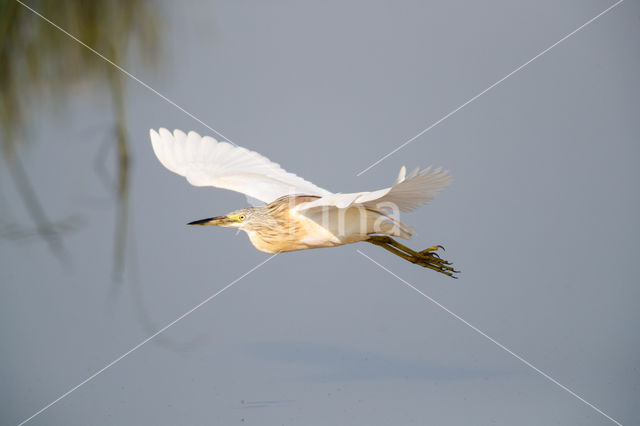 Squacco Heron (Ardeola ralloides)