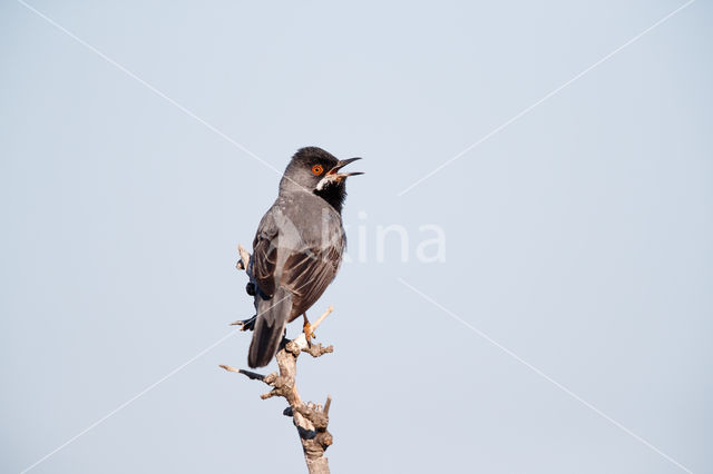 Rueppell's Warbler (Sylvia rueppelli)