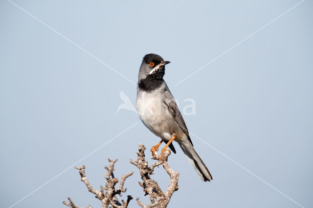 Rueppell's Warbler (Sylvia rueppelli)