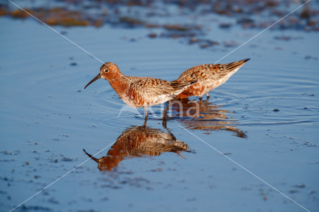 Curlew Sandpiper (Calidris ferruginea)