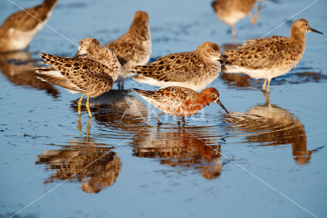 Curlew Sandpiper (Calidris ferruginea)