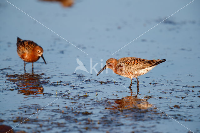 Krombekstrandloper (Calidris ferruginea)